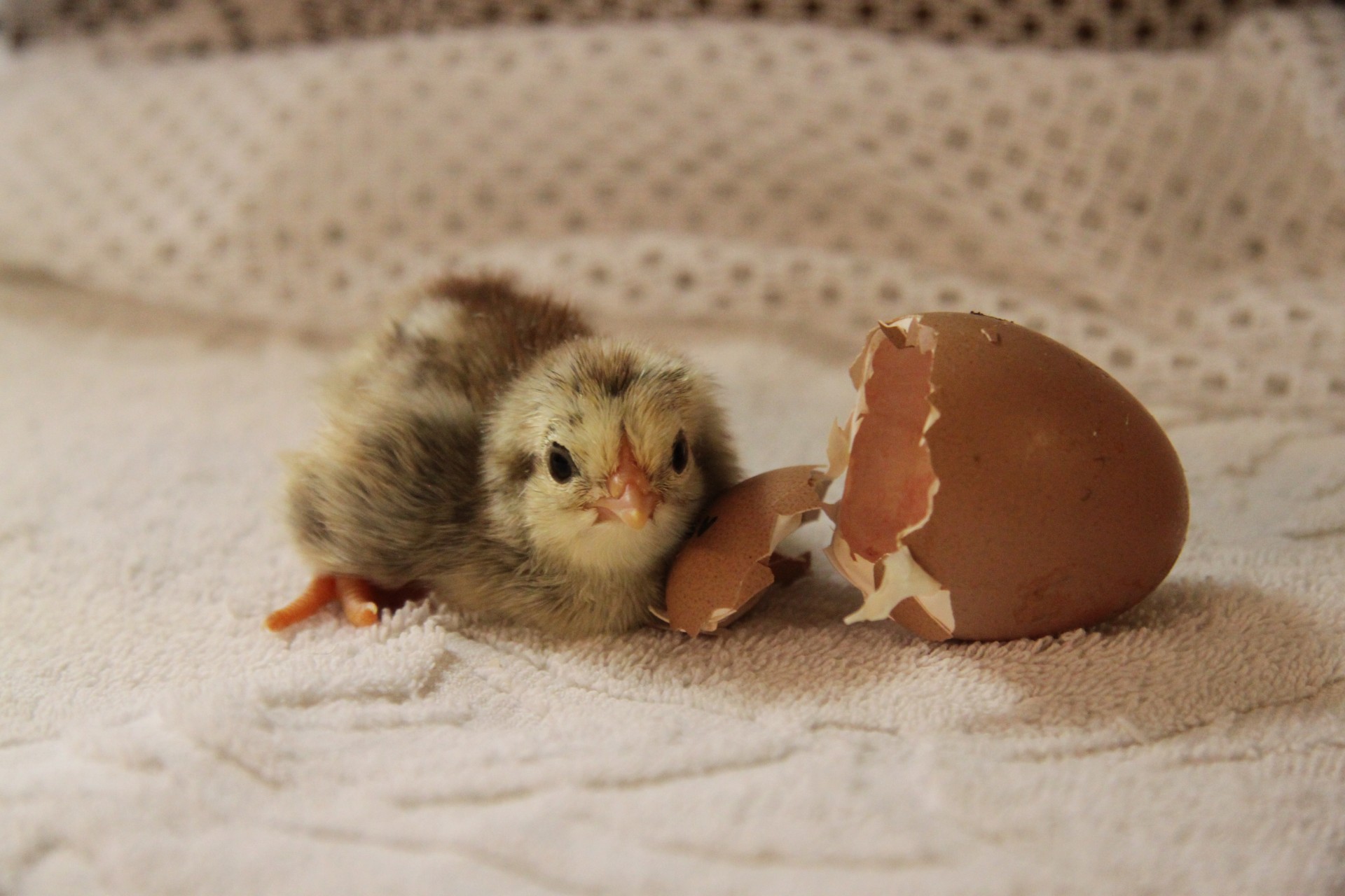 Newly hatched chick next to a cracked egg.